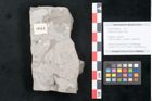 Foto (Objekt + Etikett) von Sophora europaea Unger (NHMW-GEO-2024-0188-8044)